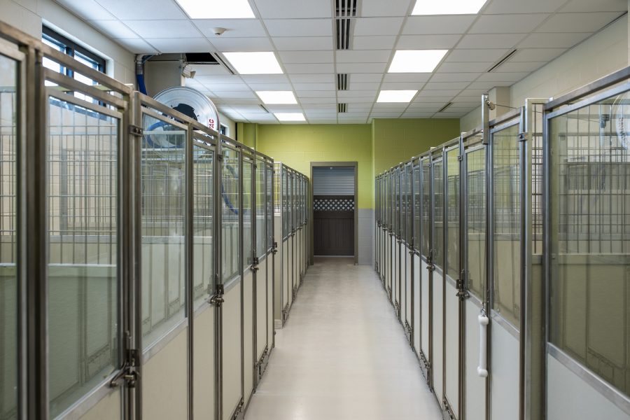 Indoor kennel space at Lucky Dog Lodge.